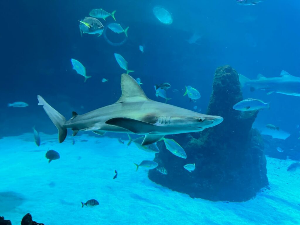 akvárium poema del mar las palmas de gran canaria