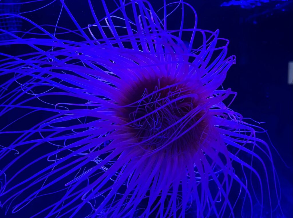 akvárium poema del mar las palmas de gran canaria