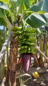 banany rostouci na plantazi