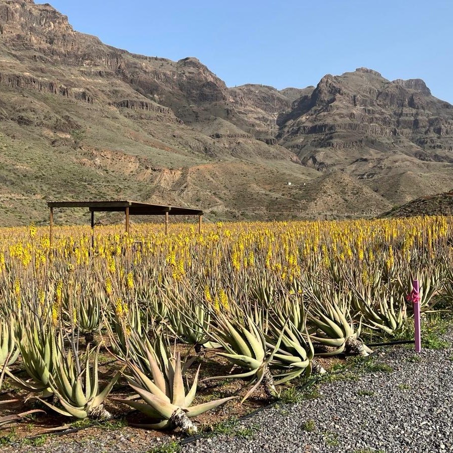 Plantáž aloe vera u Fatagy na Gran Canarii s kvetoucí aloe pod horami