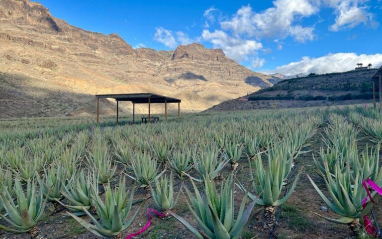 Řady aloe vera na plantáži Finca Canarias v údolí u Fatagy