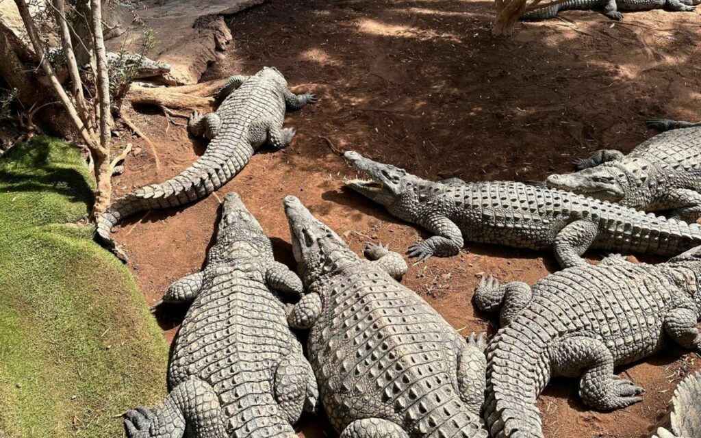 Krokodýli v Cocodrilo Parku u Agüimes na Gran Canarii