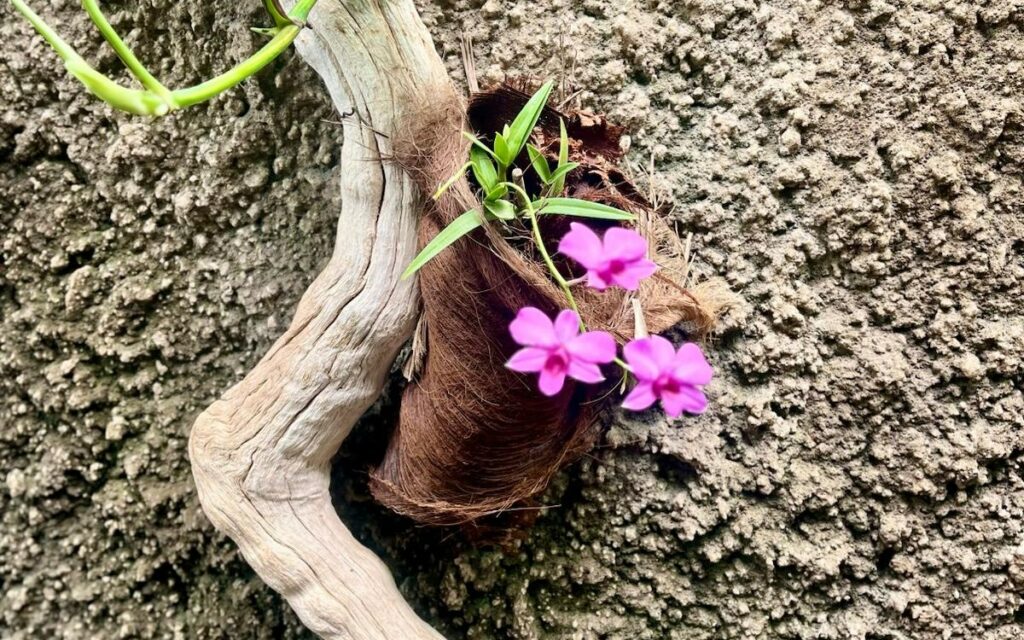 Kvetoucí orchidej v botanické části Palmitos Parku